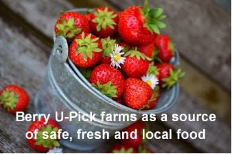 U-Pick Berries